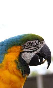 Blue and Green macaw