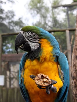 Blue and Green macaw
