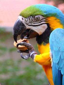 Blue and Green macaw