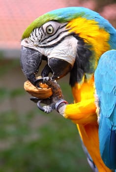 Blue and Green macaw
