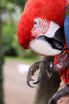 Scarlet Macaw