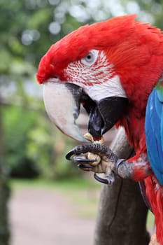 Scarlet Macaw