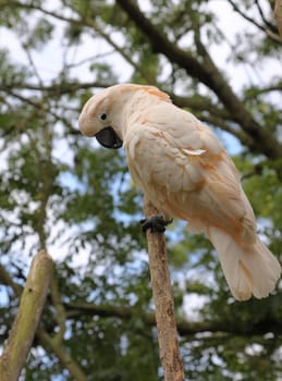 Cockatoo