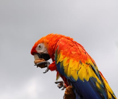 Scarlet Macaw