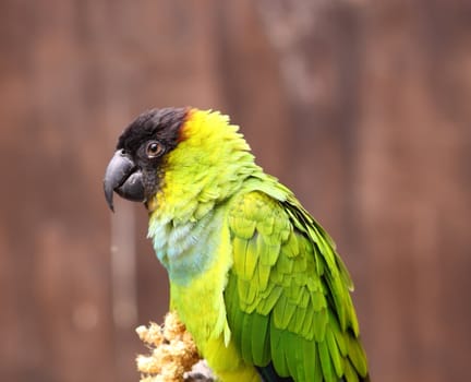 small green parrot