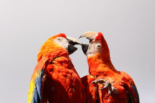 Scarlet Macaw