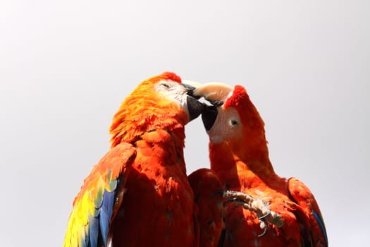 Scarlet Macaw