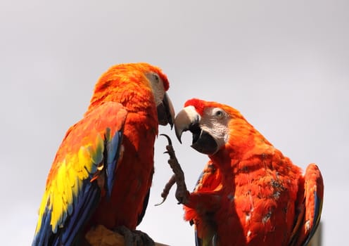 Scarlet Macaw