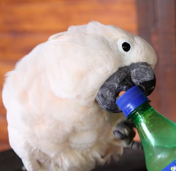 Cockatoo