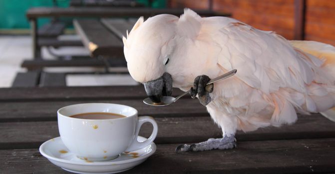 Cockatoo