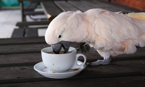 Cockatoo