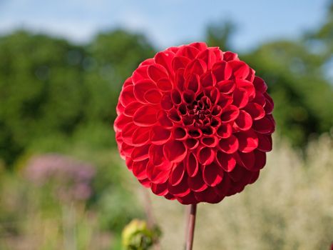 close up of single red dahlia flower