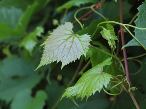 fresh and green grapevine with leaves      