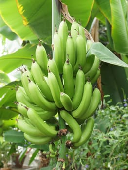 green and unripe cultivar bananas on tree