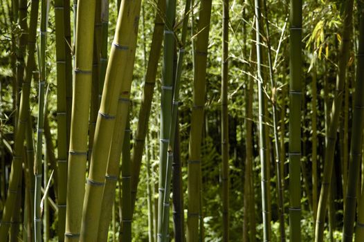 Bamboo Forest