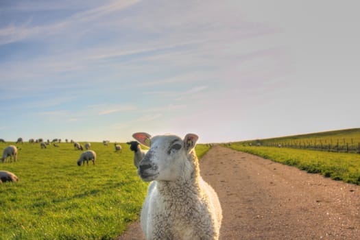 sheep on a footpath at the dike in northern germany