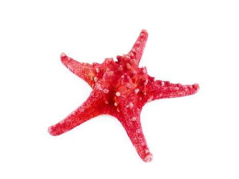 Red starfish on white background