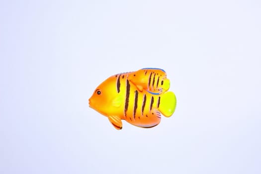 The pretty little gold fish