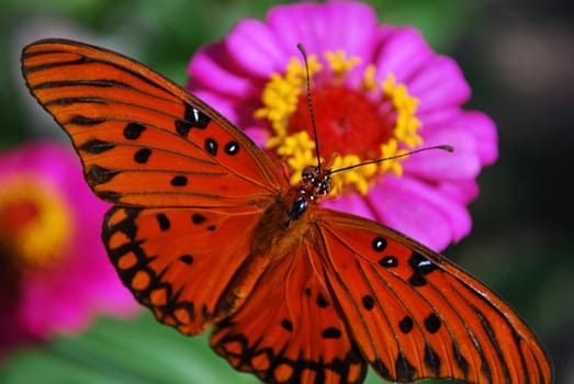 gulf fritrillary butterfly on a pink zinnea