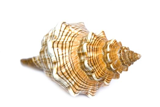 seashell isolated on white background