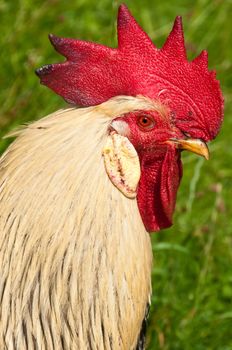 head of a cock