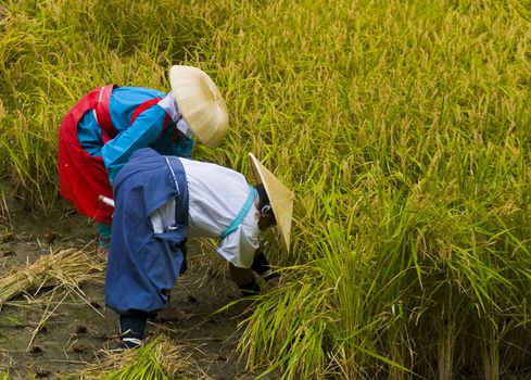 Kyoto, OCT  25: a participants on the rice harvest ceremony held on October 25 2009  in Fushimi Inari shrine in Kyoto, Japan