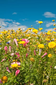 meadow with a lot of colored flowers