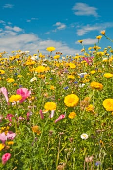 meadow with a lot of colored flowers