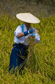 Kyoto, OCT  25: a participant on the rice harvest ceremony held on October 25 2009  in Fushimi Inari shrine in Kyoto, Japan