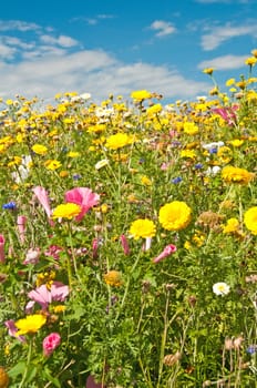 meadow with a lot of colored flowers