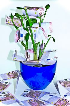 Money tree growing euro on white background