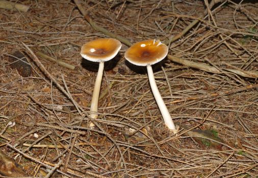 snuggled mushrooms