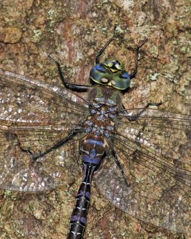 Close-up of a male Variable Darner Dragonfly perched on the side of a tree trunk.