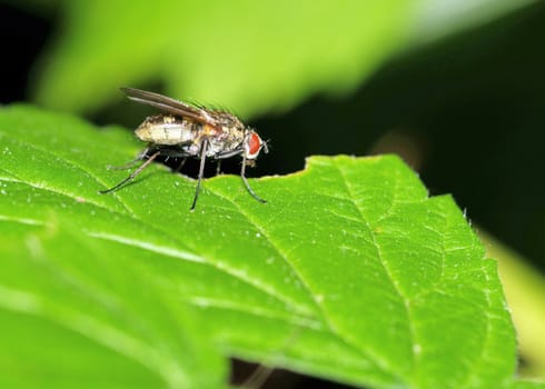 A tachinid fly perched on a green leaf.