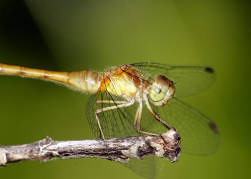 Close-up of a Female Yellow-legged Meadowhawk Dragonfly perched on a twig.