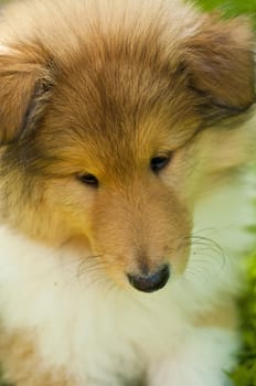 puppy-dog collie