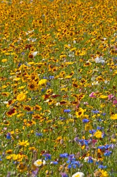 meadow with a lot of colored flowers