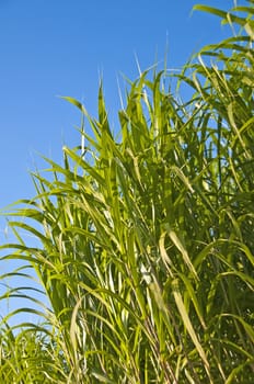 The renewable resource switchgrass for heating and production of diesel