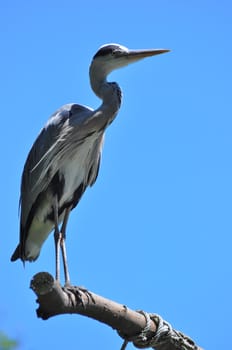 Grey Heron sitting on a branch, blue background