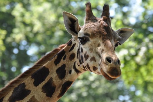 Giraffe Head with a green background