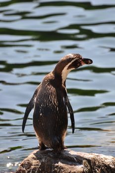 Closeup of a Humboldt Penguin (Spheniscus humboldti)