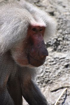 Old olive baboon. 