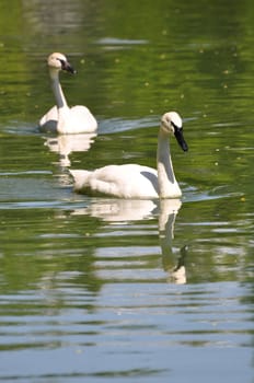 Swimming swans.