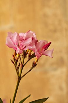 blossom of oleander