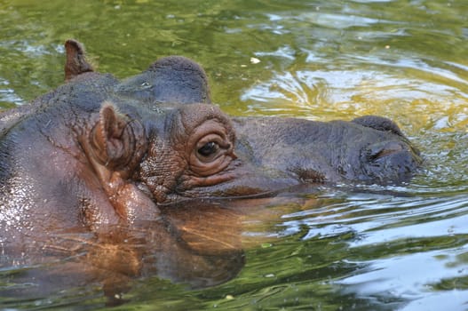 Swimming hippopotamus.