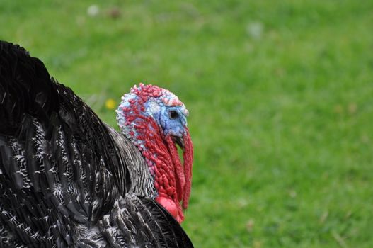 Turkey close-up from the back.