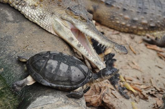 Slender-snouted crocodile with turtle