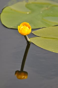 Yellow water lilly with water reflection.
