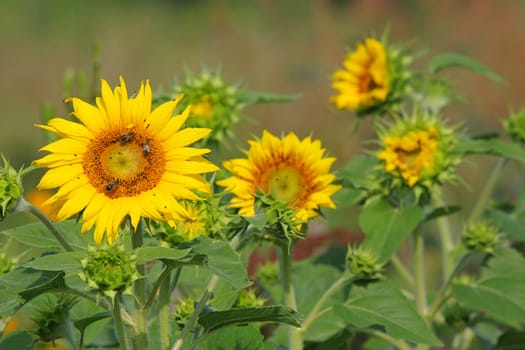 Green grass with sunflowers in summer day.