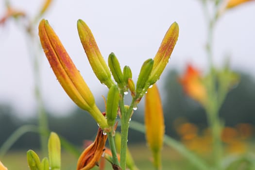 Bud of lily flowers with dewdrops in grass.